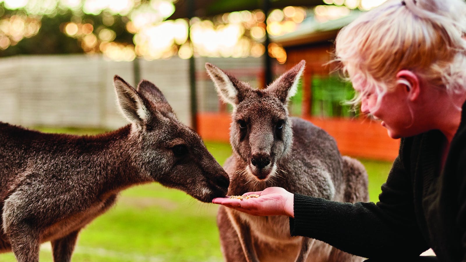kangaroos in melbourne suburbs