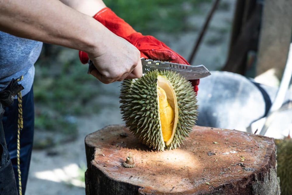 black gold durian